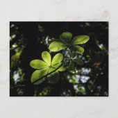 ハレンナフォレストエチオピア ポストカード (正面)