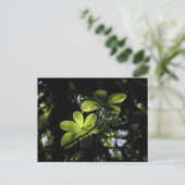 ハレンナフォレストエチオピア ポストカード (スタンド正面)