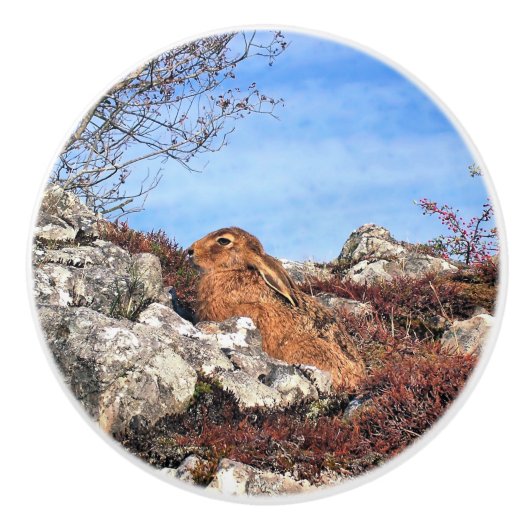 ハレ セラミックノブ (正面)