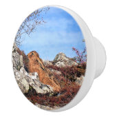 ハレ セラミックノブ (右)