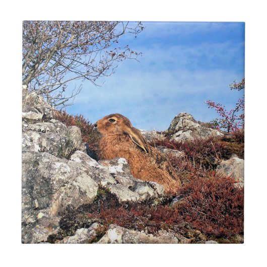 ハレ タイル (正面)