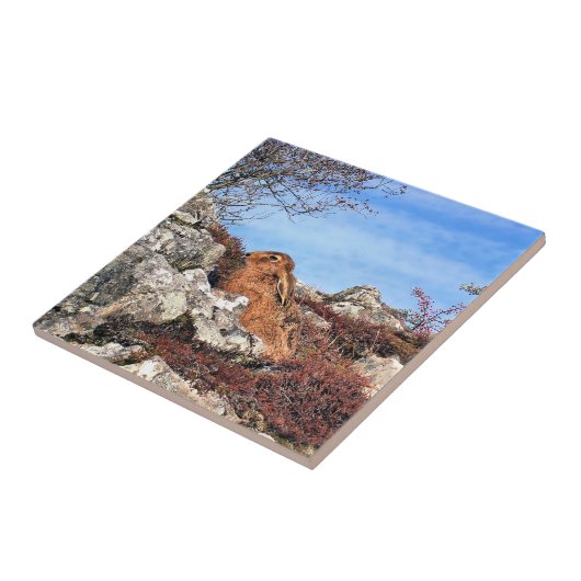 ハレ タイル (側面)