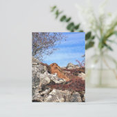 ハレ ポストカード (スタンド正面)