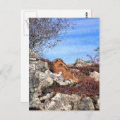 ハレ ポストカード (正面/裏面)