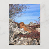 ハレ ポストカード (正面)