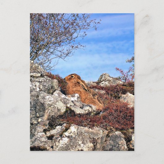 ハレ ポストカード (正面)