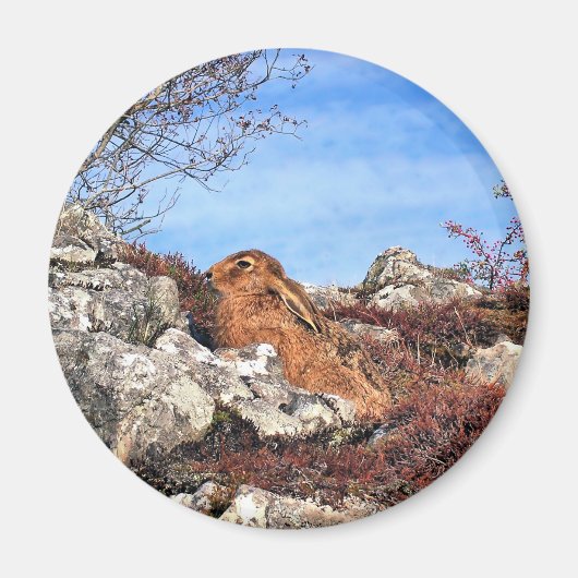 ハレ マグネット (正面)