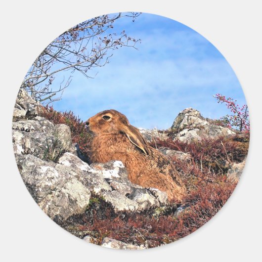 ハレ ラウンドシール (正面)