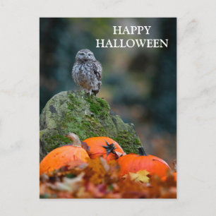 ハロウィンの怖い夜、魔女フクロウコウモリと共に ポストカード