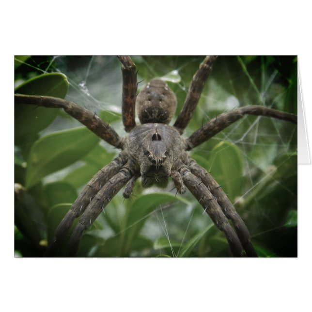 ハロウィンスパイダーカード (正面横)