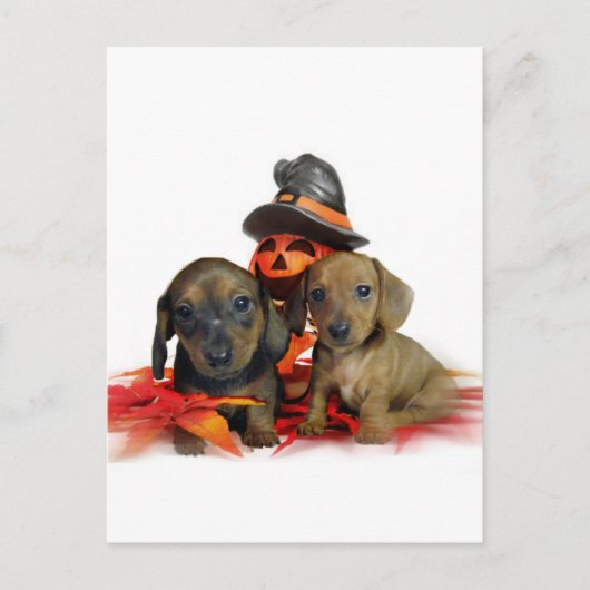 ハロウィンダックスシャントの子犬 ポストカード (正面)