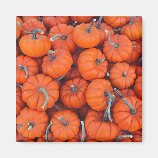 ハロウィンミニカボチャ秋秋のパターン写真 マグネット (正面)