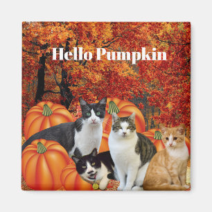 ハロウィン パンプキンパッチの猫たち マグネット