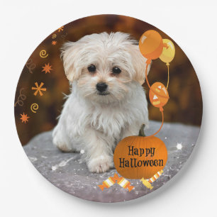 ハロウィン、マルチーズの子犬、 ペーパープレート