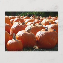 ハロウィン、秋、感謝祭のカボチャの写真 シーズンポストカード