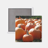 ハロウィン、秋、感謝祭のカボチャの写真 マグネット (正面/裏面)