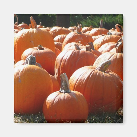 ハロウィン、秋、感謝祭のカボチャの写真 マグネット (正面)