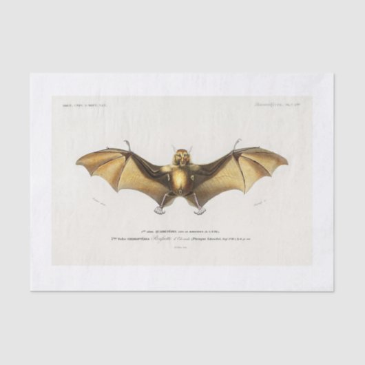 ハロウィーンこうもりの切り離し 薄葉紙 (正面)