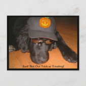 ハロウィーンをトリートメントまたは治療しない悲しい ポストカード (正面)