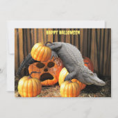 ハロウィーンカボチャとゲーター (正面)