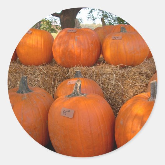 ハロウィーンカボチャ ラウンドシール (正面)