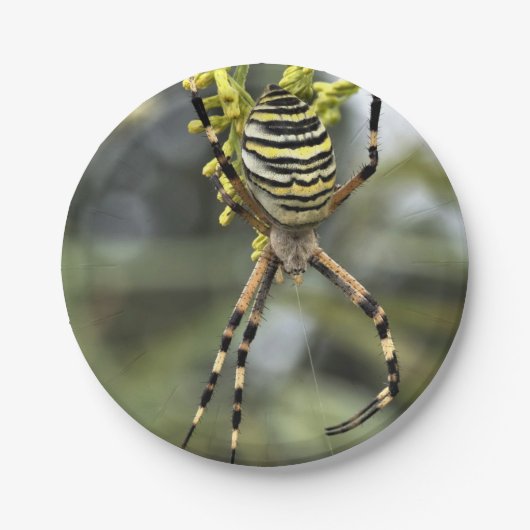 ハロウィーンスパイダー紙プレート ペーパープレート (正面)