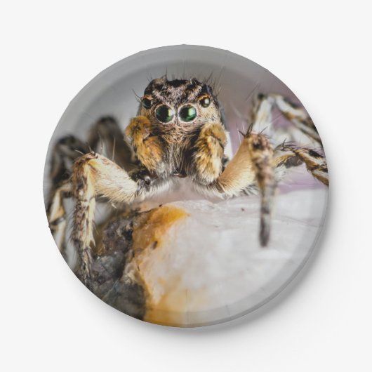 ハロウィーンスパイダー紙プレート ペーパープレート (正面)