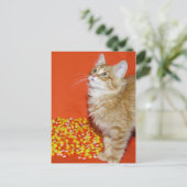 ハロウィーン猫 ポストカード (スタンド正面)