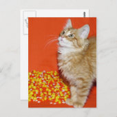 ハロウィーン猫 ポストカード (正面/裏面)