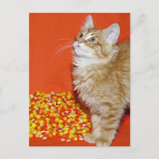 ハロウィーン猫 ポストカード (正面)