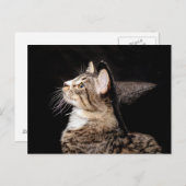 ハロウィーン魔女帽子猫はがき ポストカード (正面/裏面)