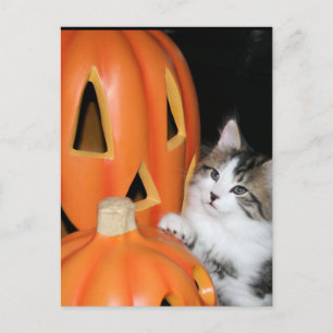 ハロウィーンJemはがき ポストカード