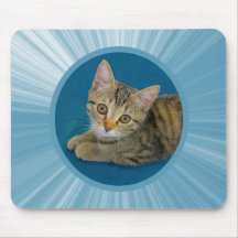 ハローかわいこちゃん – かわいい子猫