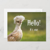 ハローカスタムメッセージポーランドチキン ポストカード (正面/裏面)