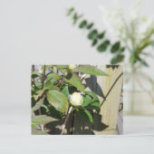 ハローカーミー ポストカード (スタンド正面)