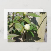 ハローカーミー ポストカード (正面/裏面)