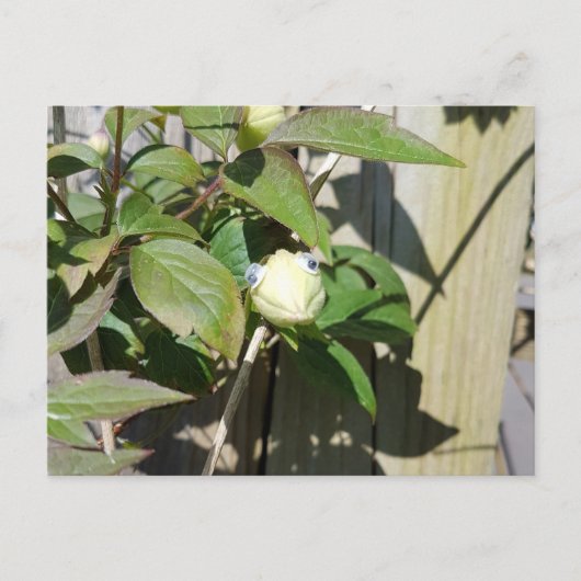 ハローカーミー ポストカード (正面)