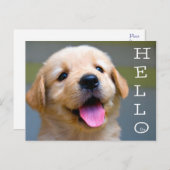 ハローゴールデンレトリエバーパピードッグ空白のハガキ ポストカード (正面/裏面)