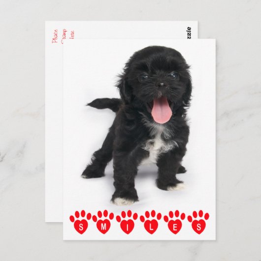 ハロースマイルシーズー(犬)Tzu黒と白の子犬 ポストカード (正面/裏面)