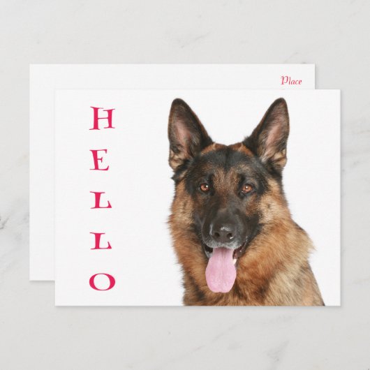 ハロードイツ羊飼い子犬空白のポストカード ポストカード (正面/裏面)