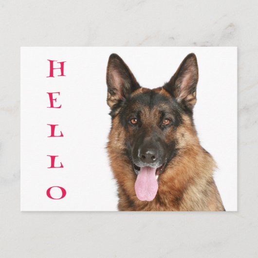 ハロードイツ羊飼い子犬空白のポストカード ポストカード (正面)