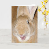 ハローバニー カード (黄色い花)