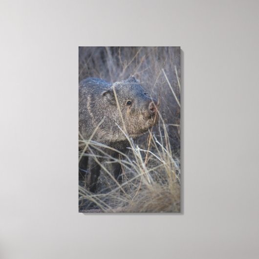 ハローピギー キャンバスプリント (正面)