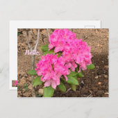ハローピンクシャクナゲ花はがき ポストカード (正面/裏面)
