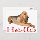 ハローブラッドハウンド子犬グリーティングポストカード ポストカード (正面/裏面)