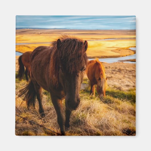 ハローホース磁石 マグネット (正面)