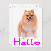 ハローポメラニア犬子犬空白のポストカード ポストカード (正面/裏面)