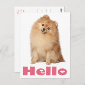 ハローポメラニア犬子犬空白のポストカード ポストカード (正面/裏面)