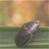 ハローワールド！ シール (正面)