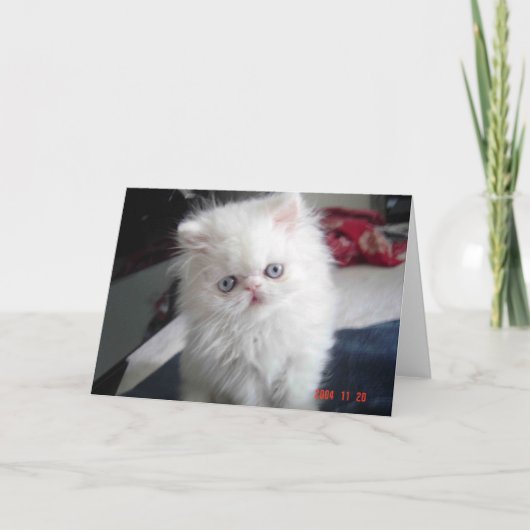 ハロー子猫! カード (正面)